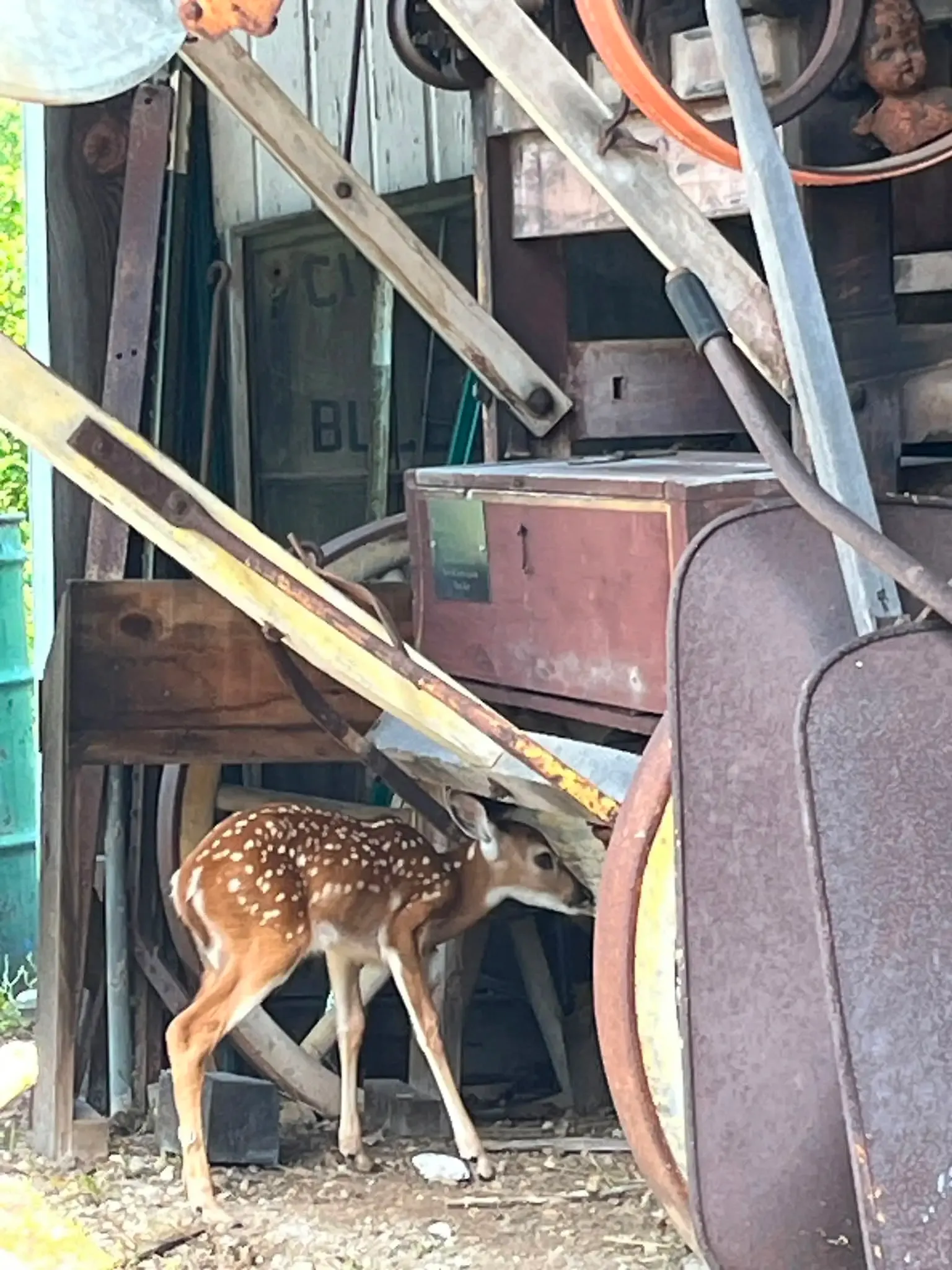 A spotted fawn tucked in among antique wheels and farm machinery in an open shed